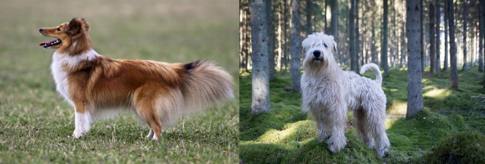 Soft-Coated Wheaten Terrier vs Shetland Sheepdog - Breed Comparison