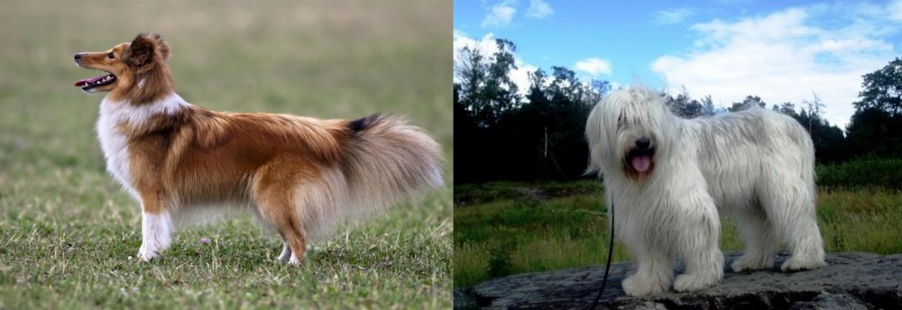 South Russian Ovcharka vs Shetland Sheepdog - Breed Comparison