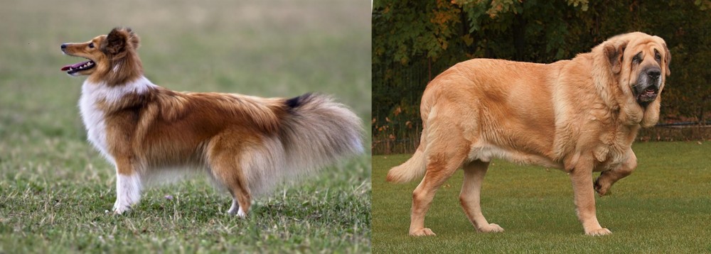 Spanish Mastiff vs Shetland Sheepdog - Breed Comparison