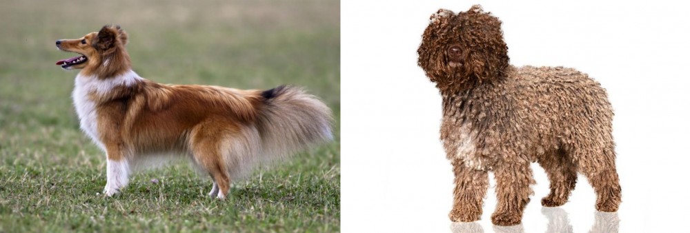 Spanish Water Dog vs Shetland Sheepdog - Breed Comparison