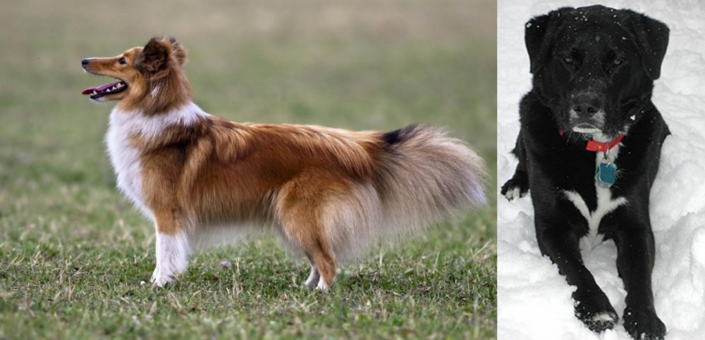 St. John's Water Dog vs Shetland Sheepdog - Breed Comparison