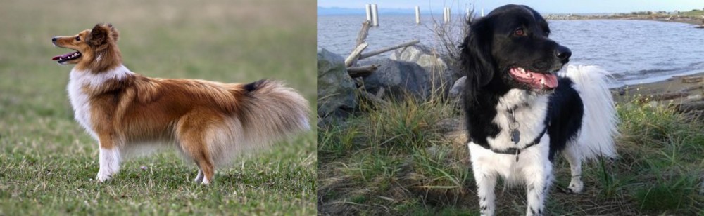 Stabyhoun vs Shetland Sheepdog - Breed Comparison