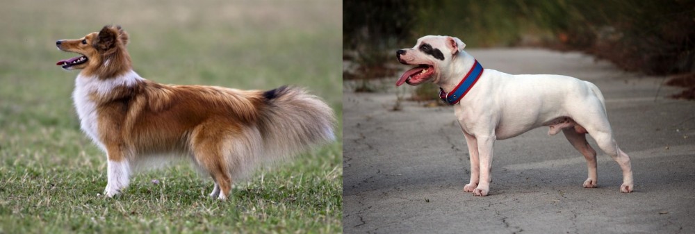 Staffordshire Bull Terrier vs Shetland Sheepdog - Breed Comparison
