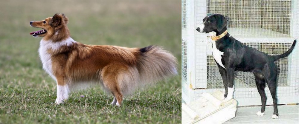 Stephens Stock vs Shetland Sheepdog - Breed Comparison