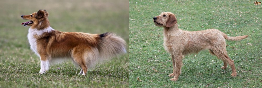Styrian Coarse Haired Hound vs Shetland Sheepdog - Breed Comparison