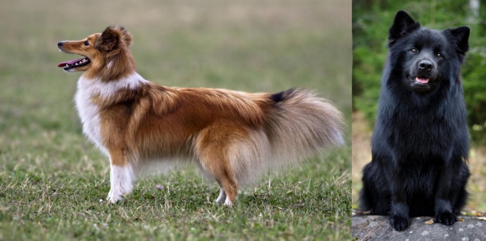 Swedish Lapphund vs Shetland Sheepdog - Breed Comparison