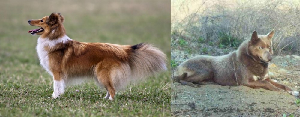 Tahltan Bear Dog vs Shetland Sheepdog - Breed Comparison