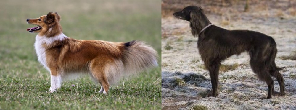 Taigan vs Shetland Sheepdog - Breed Comparison