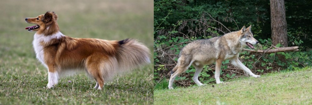 Tamaskan vs Shetland Sheepdog - Breed Comparison