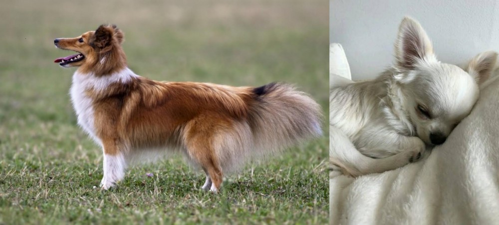 Tea Cup Chihuahua vs Shetland Sheepdog - Breed Comparison