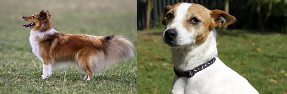Tenterfield Terrier vs Shetland Sheepdog - Breed Comparison