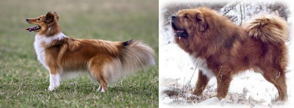 Tibetan Kyi Apso vs Shetland Sheepdog - Breed Comparison