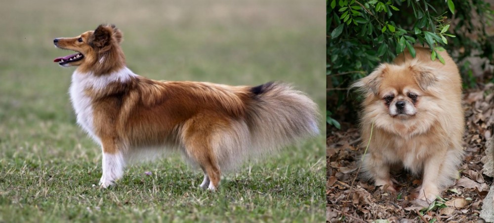 Tibetan Spaniel vs Shetland Sheepdog - Breed Comparison