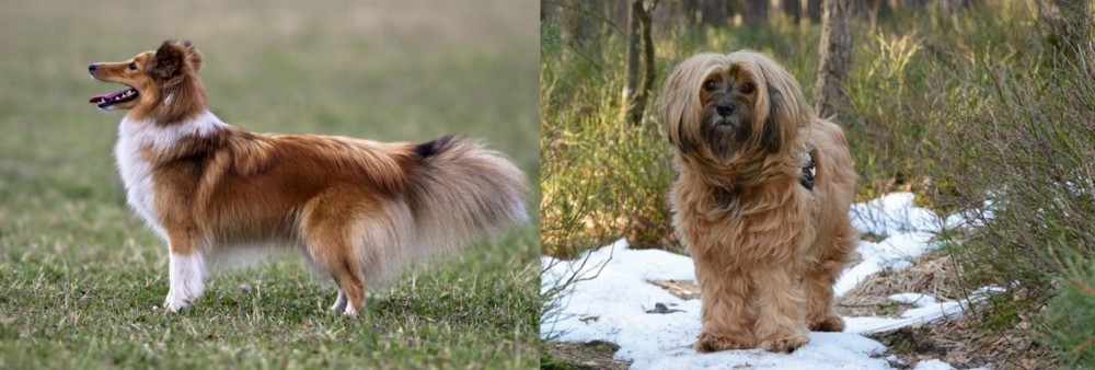 Tibetan Terrier vs Shetland Sheepdog - Breed Comparison