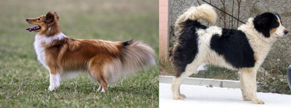 Tornjak vs Shetland Sheepdog - Breed Comparison
