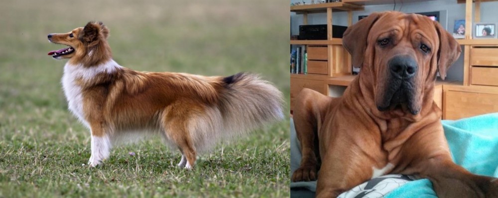 Tosa vs Shetland Sheepdog - Breed Comparison