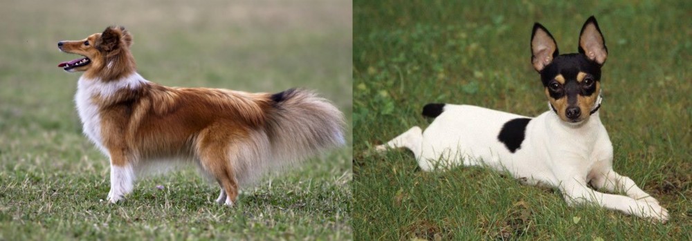 Toy Fox Terrier vs Shetland Sheepdog - Breed Comparison