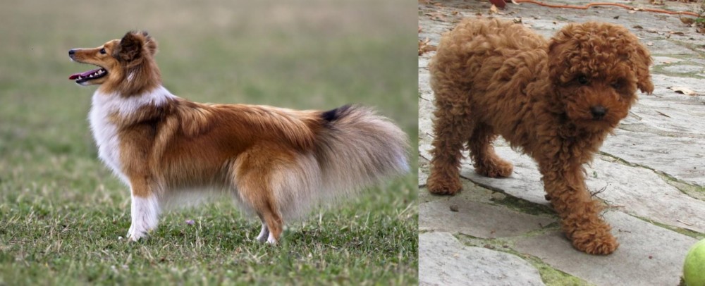 Toy Poodle vs Shetland Sheepdog - Breed Comparison