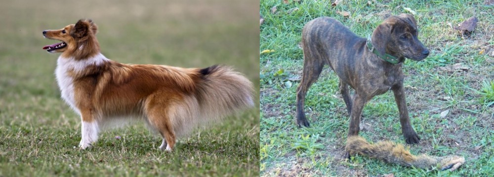 Treeing Cur vs Shetland Sheepdog - Breed Comparison