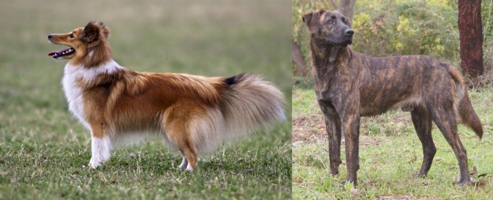 Treeing Tennessee Brindle vs Shetland Sheepdog - Breed Comparison