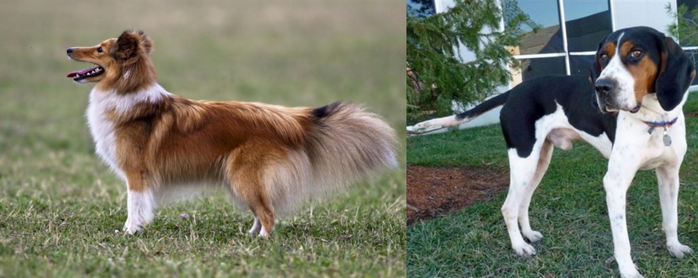 Treeing Walker Coonhound vs Shetland Sheepdog - Breed Comparison