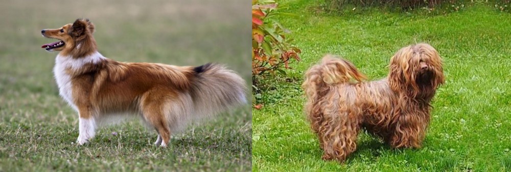 Tsvetnaya Bolonka vs Shetland Sheepdog - Breed Comparison