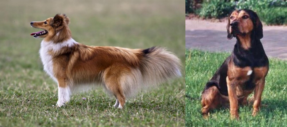 Tyrolean Hound vs Shetland Sheepdog - Breed Comparison