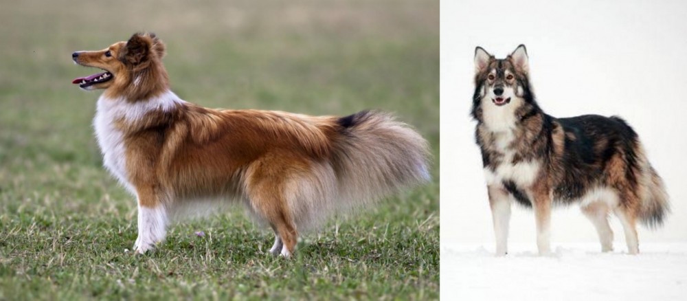Utonagan vs Shetland Sheepdog - Breed Comparison