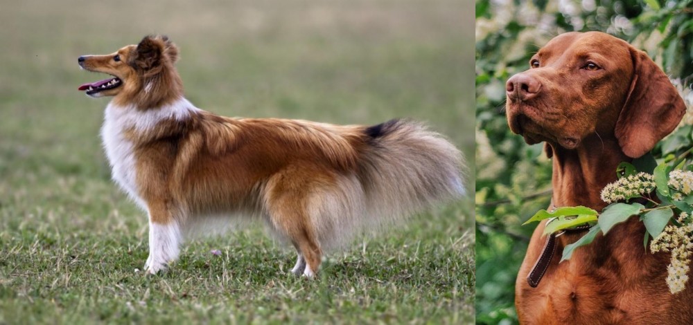 Vizsla vs Shetland Sheepdog - Breed Comparison