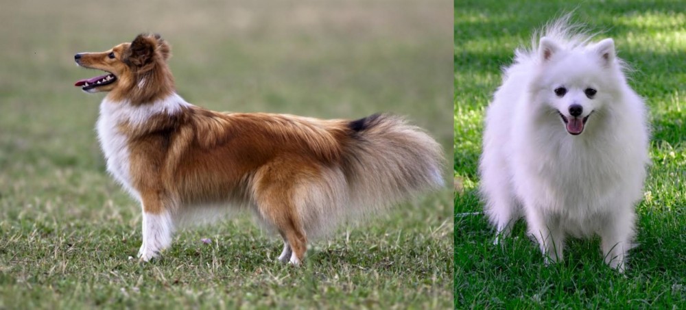 Volpino Italiano vs Shetland Sheepdog - Breed Comparison