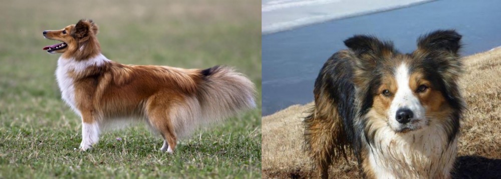 Welsh Sheepdog vs Shetland Sheepdog - Breed Comparison