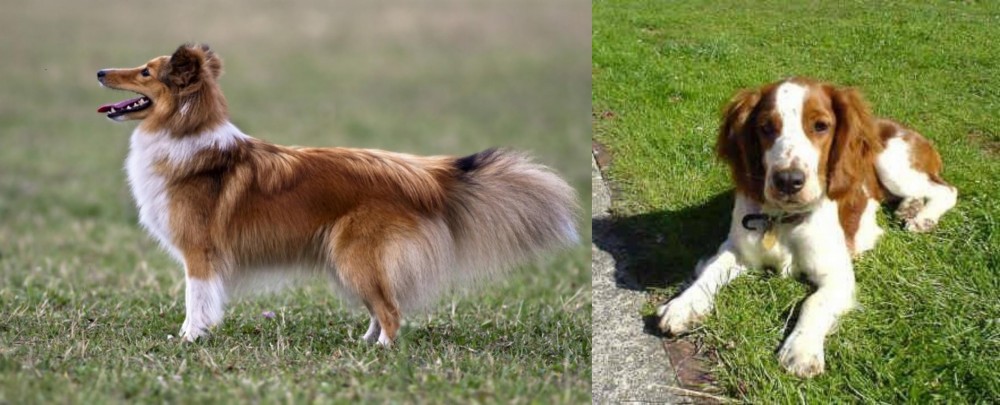 Welsh Springer Spaniel vs Shetland Sheepdog - Breed Comparison