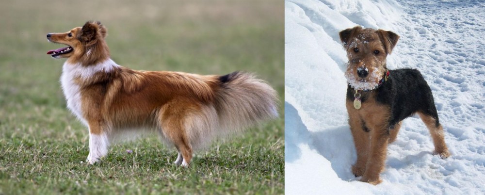 Welsh Terrier vs Shetland Sheepdog - Breed Comparison