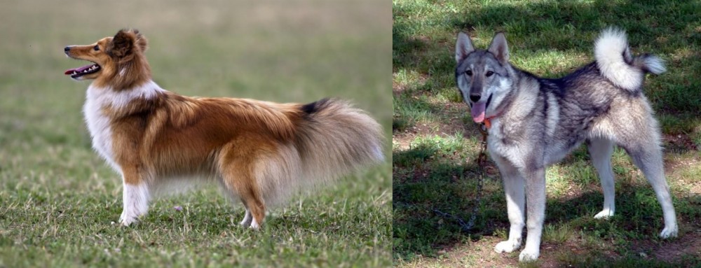 West Siberian Laika vs Shetland Sheepdog - Breed Comparison