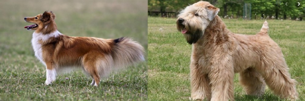 Wheaten Terrier vs Shetland Sheepdog - Breed Comparison