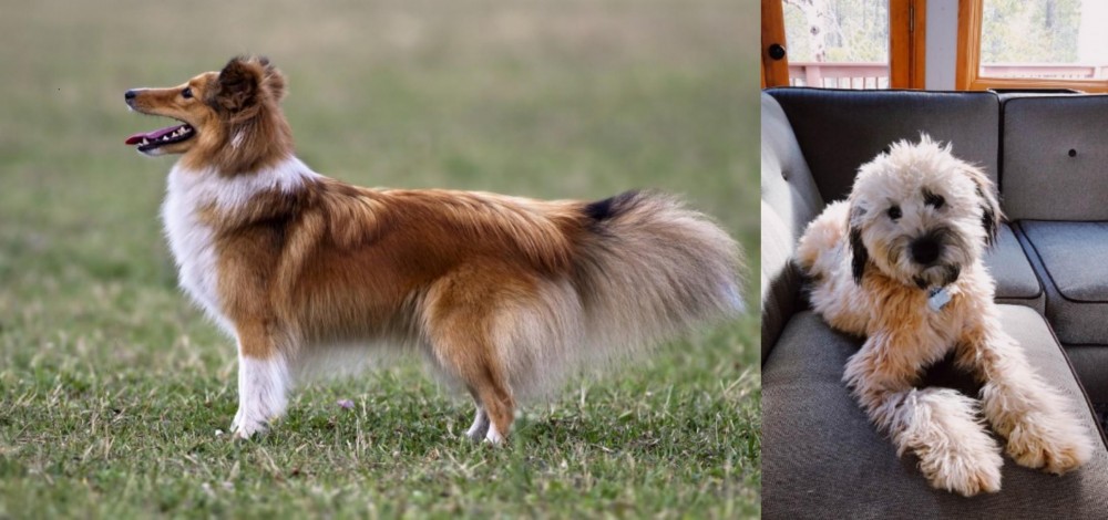 Whoodles vs Shetland Sheepdog - Breed Comparison