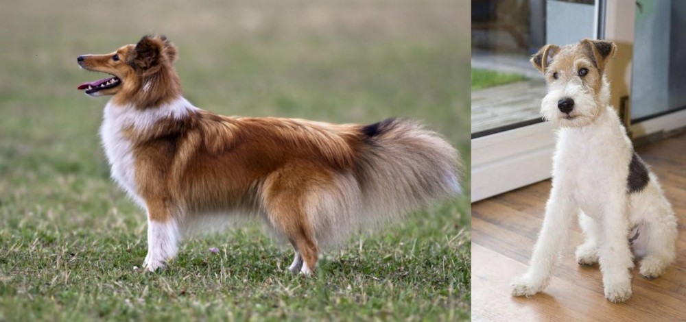 Wire Fox Terrier vs Shetland Sheepdog - Breed Comparison