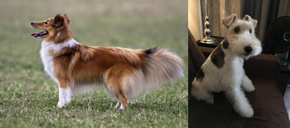 Wire Haired Fox Terrier vs Shetland Sheepdog - Breed Comparison