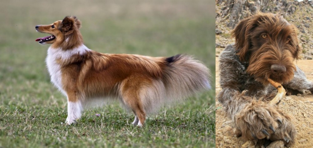 Wirehaired Pointing Griffon vs Shetland Sheepdog - Breed Comparison