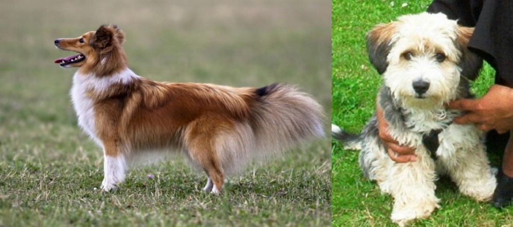 Yo-Chon vs Shetland Sheepdog - Breed Comparison