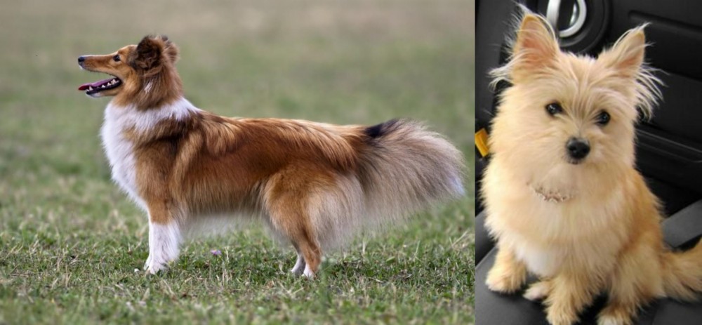 Yoranian vs Shetland Sheepdog - Breed Comparison