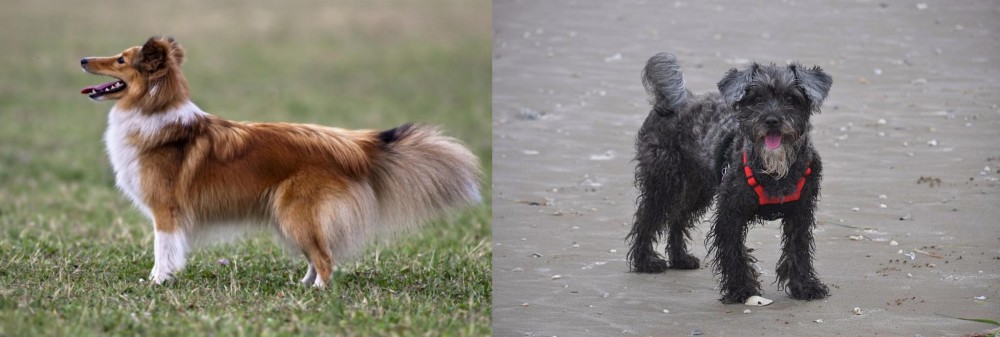 YorkiePoo vs Shetland Sheepdog - Breed Comparison