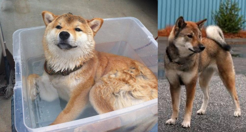 Shikoku vs Shiba Inu - Breed Comparison