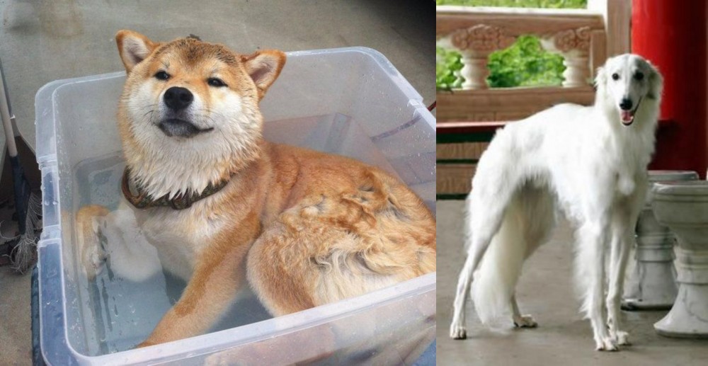 Silken Windhound vs Shiba Inu - Breed Comparison