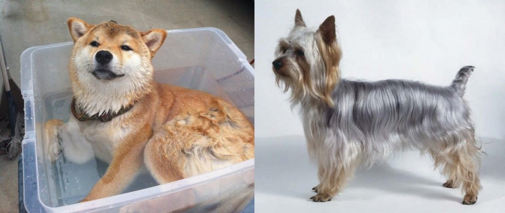 Silky Terrier vs Shiba Inu - Breed Comparison