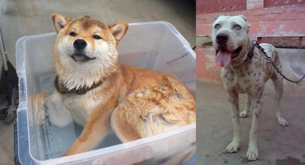 Sindh Mastiff vs Shiba Inu - Breed Comparison