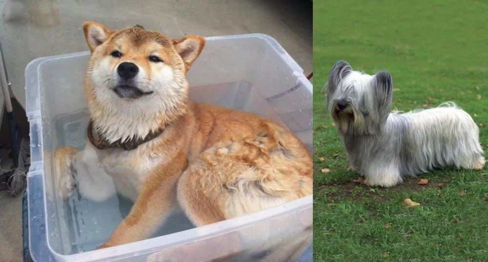 Skye Terrier vs Shiba Inu - Breed Comparison