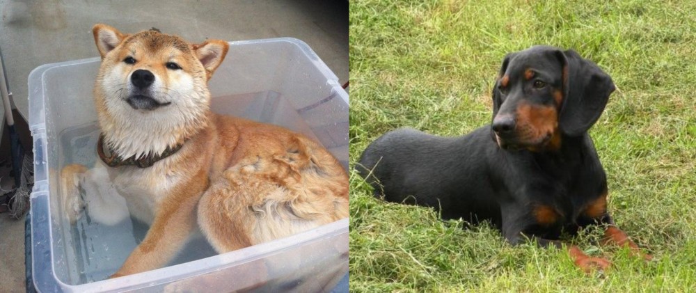 Slovakian Hound vs Shiba Inu - Breed Comparison