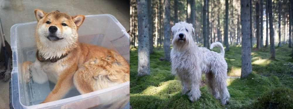 Soft-Coated Wheaten Terrier vs Shiba Inu - Breed Comparison