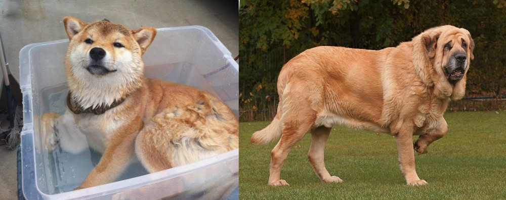 Spanish Mastiff vs Shiba Inu - Breed Comparison